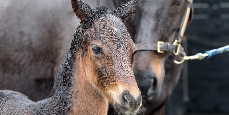 Breeding and Equine Sales Prep